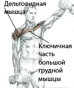 Як накачати плечі, ефективні вправи для плечей в картинках, відео, користь, програма тренувань (плечі) Як накачати плечі, ефективні вправи для плечей в картинках, відео, користь, програма тренувань