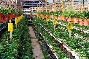 Як почати бізнес з вирощування полуниці в теплиці круглий рік етапи робіт і складання (вирощування полуниці як бізнес) Як почати бізнес з вирощування полуниці в теплиці круглий рік етапи робіт і складання