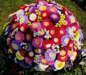 Як краще розмістити однорічні айстри, поради (однорічні) Як краще розмістити однорічні айстри, поради