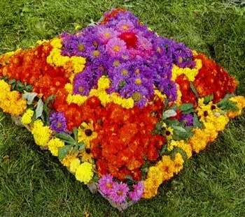 Як краще розмістити однорічні айстри, поради (однорічні) Як краще розмістити однорічні айстри, поради
