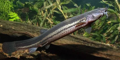 Як ловити в'юна де шукати і чому це найкраща насадка на сома (болотисті) Як ловити в'юна де шукати і чому це найкраща насадка на сома