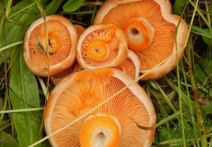 Як маринувати рижики на зиму в домашніх умовах, рецепт маринування рижиків (рецепт) Як маринувати рижики на зиму в домашніх умовах, рецепт маринування рижиків