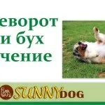 Як навчити собаку команді «повзи» (команді) Як навчити собаку команді «повзи»