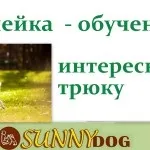 Як навчити собаку команді «повзи» (команді) Як навчити собаку команді «повзи»