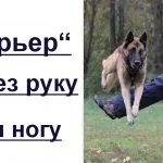 Як навчити собаку команді «повзи» (собаку) Як навчити собаку команді «повзи»