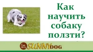 Як навчити собаку команді «повзи» (собаку) Як навчити собаку команді «повзи»