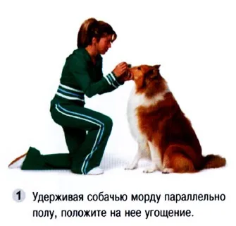 Як навчити собаку команді тримай і лови (собаку) Як навчити собаку команді тримай і лови