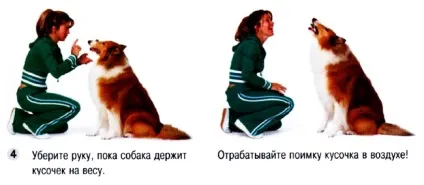 Як навчити собаку команді тримай і лови (лови) Як навчити собаку команді тримай і лови