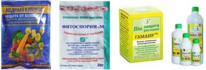 Як обробити землю восени від фітофторозу (землю) Як обробити землю восени від фітофторозу