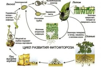 Як обробити землю восени від фітофторозу (фітофторозу) Як обробити землю восени від фітофторозу