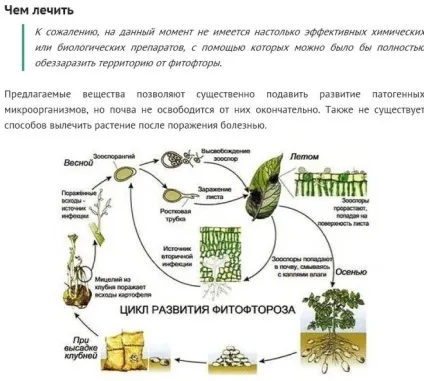 Як обробити землю восени від фітофторозу (фітофторозу) Як обробити землю восени від фітофторозу