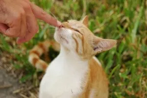 Як відучити кота кусатися, про одного (кусатися) Як відучити кота кусатися, про одного