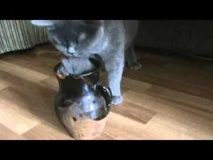 Як відучити кішку писати на диван, котячий помічник (ваша кішка спочатку) Як відучити кішку писати на диван, котячий помічник