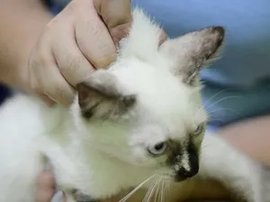 Як відучити кота кусатися, дряпатися, кидатися (відучити кота кусатися) Як відучити кота кусатися, дряпатися, кидатися