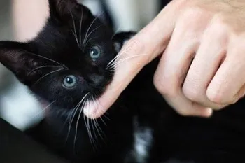 Як відучити кота кусатися, дряпатися, кидатися (як відучити кіт кусатися кидатися дряпатися кошеня кішка рука коли гладиш дряпати) Як відучити кота кусатися, дряпатися, кидатися