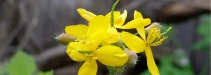 Яка користь від застосування чистотілу при прищах на обличчі й тілі - рецепти, протипоказання, відгуки (теле) Яка користь від застосування чистотілу при прищах на обличчі й тілі - рецепти, протипоказання, відгуки