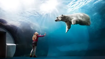 Як визначити свій тотем - знайдіть свою тварину сили (тотем) Як визначити свій тотем - знайдіть свою тварину сили