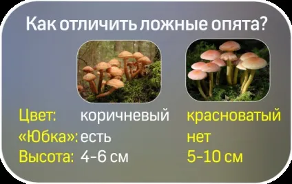 Як відрізнити отруйні гриби від їстівних (телеканал 360) Як відрізнити отруйні гриби від їстівних