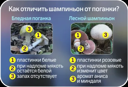 Як відрізнити отруйні гриби від їстівних (відрізнити) Як відрізнити отруйні гриби від їстівних