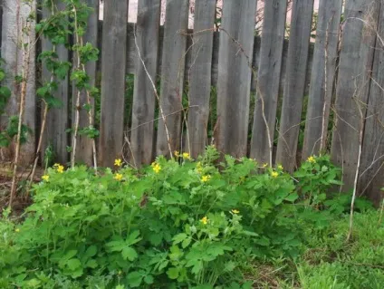 Яка користь від застосування чистотілу при прищах на обличчі й тілі - рецепти, протипоказання, відгуки (застосування) Яка користь від застосування чистотілу при прищах на обличчі й тілі - рецепти, протипоказання, відгуки