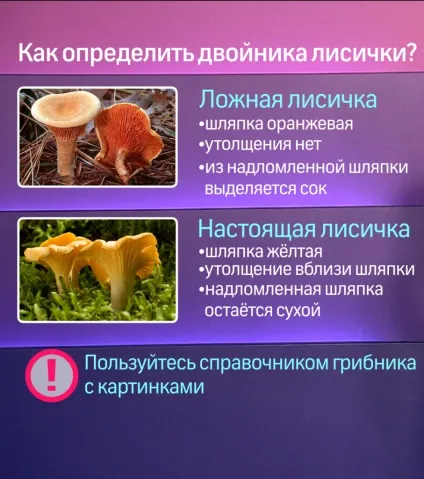 Як відрізнити отруйні гриби від їстівних (відрізнити) Як відрізнити отруйні гриби від їстівних