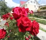 Як перенесуть зиму прикопані троянди (декоративні рослини) Як перенесуть зиму прикопані троянди