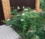 Як перенесуть зиму прикопані троянди (як перенесуть зиму прикопані троянди) Як перенесуть зиму прикопані троянди