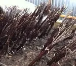 Як перенесуть зиму прикопані троянди (декоративні чагарники) Як перенесуть зиму прикопані троянди