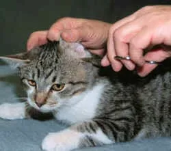 Як почистити коту вуха в домашніх умовах (коту) Як почистити коту вуха в домашніх умовах