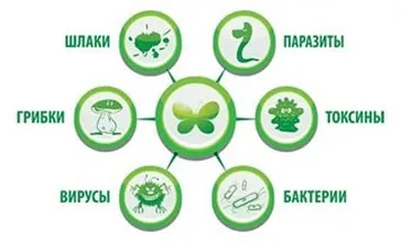 Як почистити свій організм від всіляких паразитів, школа здоров'я рада (сироїдіння) Як почистити свій організм від всіляких паразитів, школа здоров'я рада
