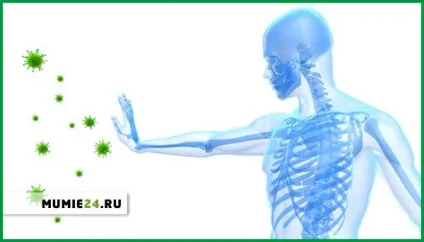 Як пити муміє для імунітету (муміє) Як пити муміє для імунітету