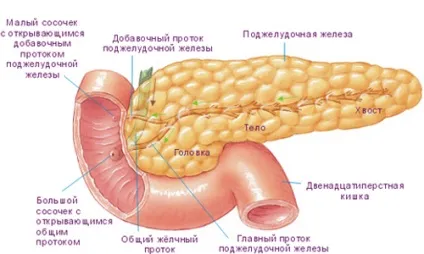 Який орган виробляє інсулін підшлункова залоза і робота в-клітин (який) Який орган виробляє інсулін підшлункова залоза і робота в-клітин