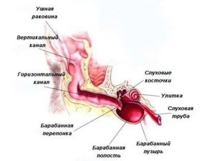Як почистити коту вуха в домашніх умовах (умовах) Як почистити коту вуха в домашніх умовах