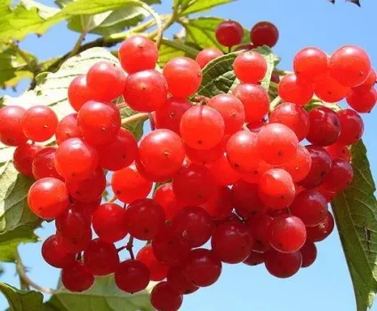 Як пересаджувати калину