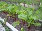 Як поливати буряк після посадки як часто поливати буряк (після) Як поливати буряк після посадки як часто поливати буряк