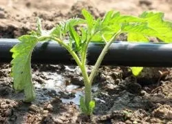 Як поливати помідори після посадки (посадки) Як поливати помідори після посадки