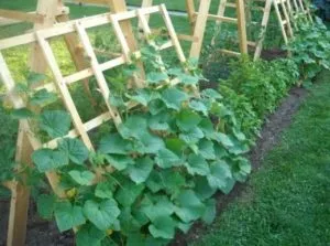 Як підв'язати огірки у відкритому грунті правильно (відкритому) Як підв'язати огірки у відкритому грунті правильно