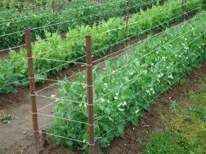 Як підв'язати огірки у відкритому грунті правильно (огірки) Як підв'язати огірки у відкритому грунті правильно