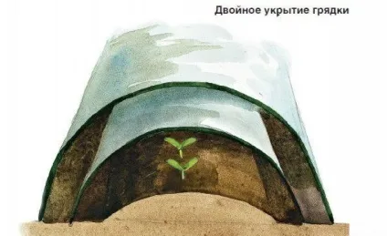 Як отримати в травні вже готові огірки рослини - овочі і фрукти (плодів таких пузирчастих темно-смарагдових) Як отримати в травні вже готові огірки рослини - овочі і фрукти
