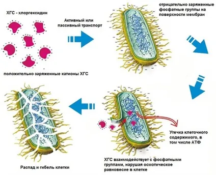 Як полоскати горло хлоргексидином інструкція із застосування (полоскати) Як полоскати горло хлоргексидином інструкція із застосування