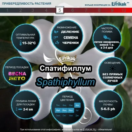 Як посадити спатифиллум і доглядати за ним (інфографіка) (спатифиллум) Як посадити спатифиллум і доглядати за ним (інфографіка)