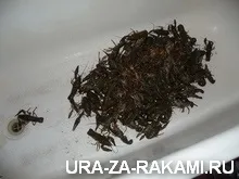 Як спіймати багато раків