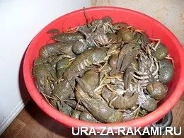 Як спіймати багато раків