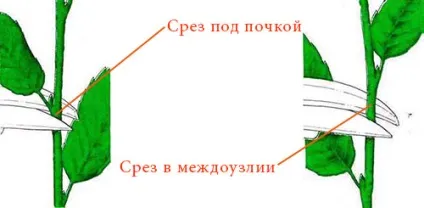 Як правильно нарізати живці (черенки) Як правильно нарізати живці