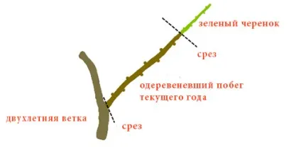 Як правильно нарізати живці (правильно) Як правильно нарізати живці