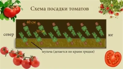 Як правильно посадити помідори у відкритий грунт - відповіді на всі питання (правильно) Як правильно посадити помідори у відкритий грунт - відповіді на всі питання