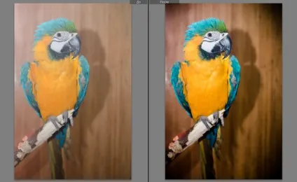 Як правильно фотографувати тварин в зоопарку і на виставці, фото сайт для любителів і