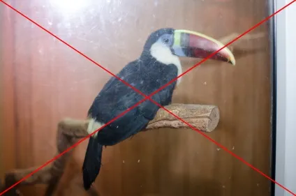 Як правильно фотографувати тварин в зоопарку і на виставці, фото сайт для любителів і