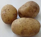 Як приготувати картоплю для лову коропа (лову) Як приготувати картоплю для лову коропа