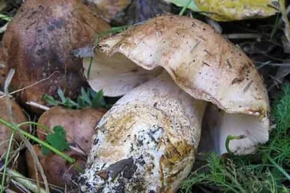 Як приготувати гриби подтопольнікі